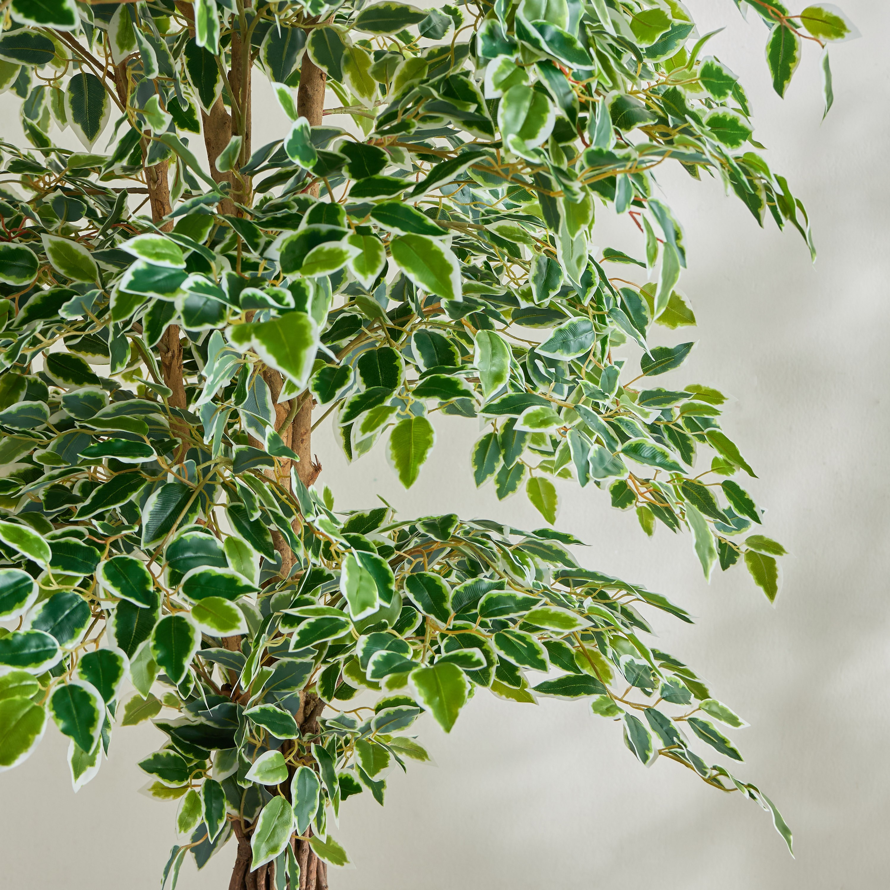 Ficus Vine Tree - 210 cm-household-gardenandoutdoor-trees-image-2