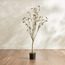 شجرة ماغنوليا برية - 150 سم-household-gardenandoutdoor-trees-image-4