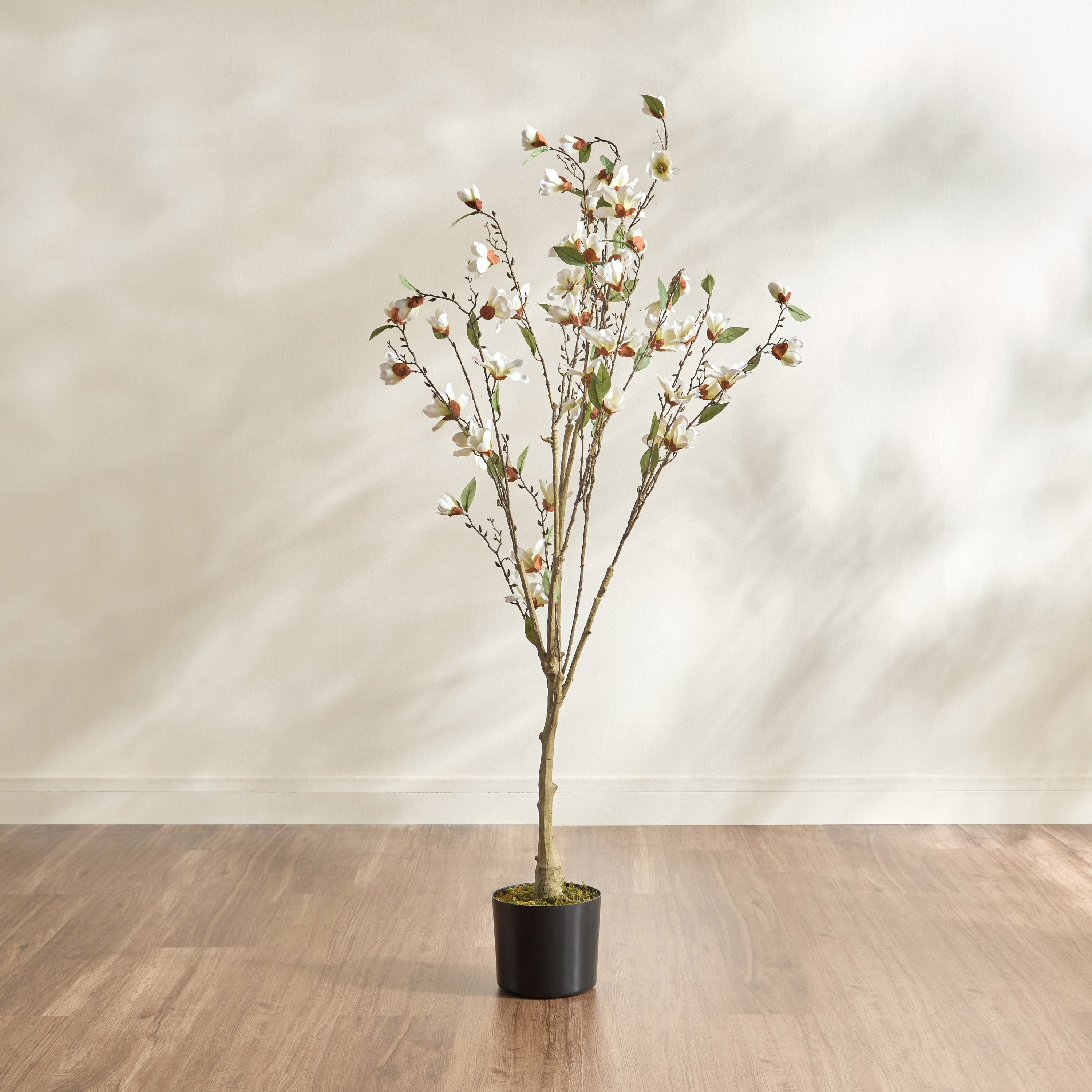 Wild Magnolia Tree - 150 cm
