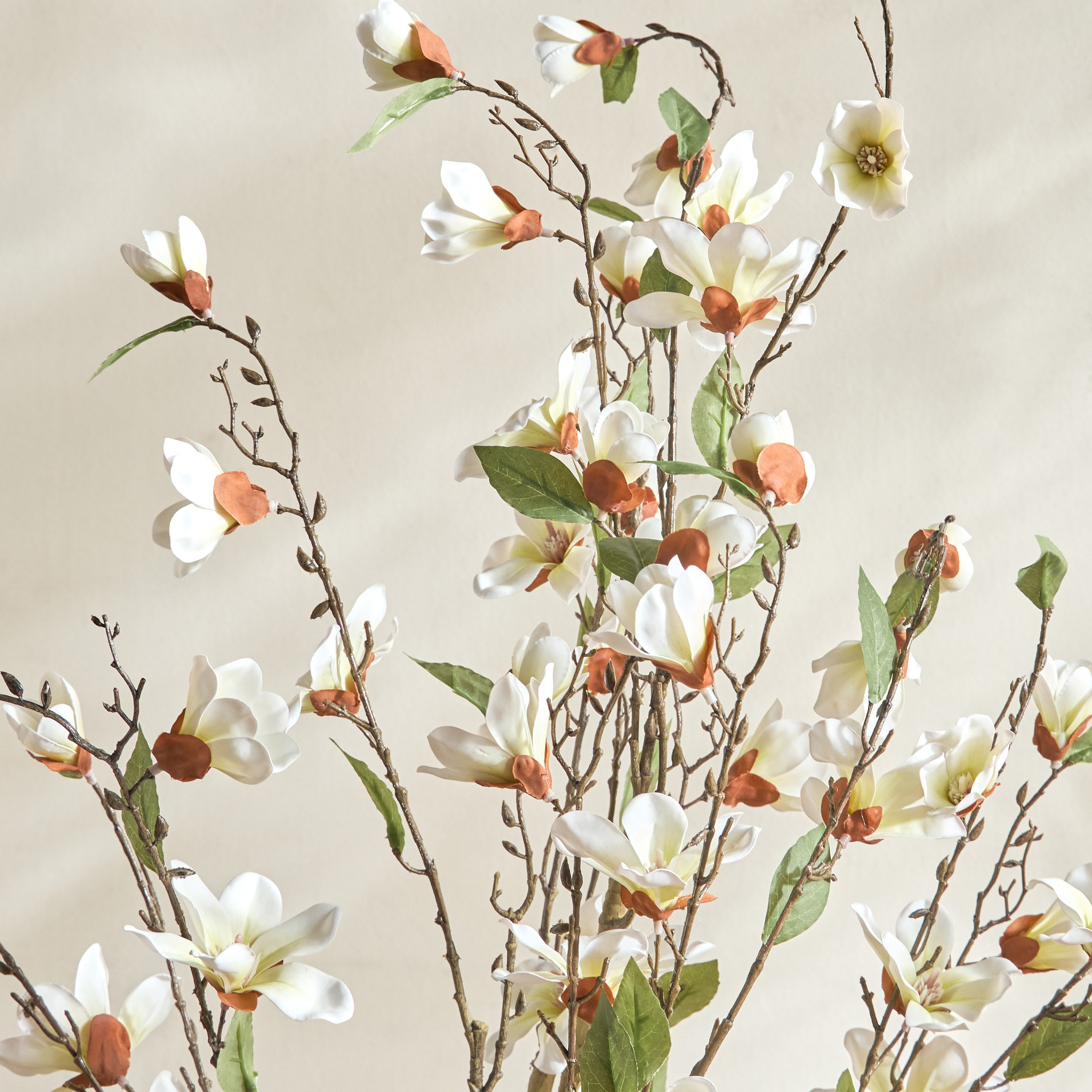 Wild Magnolia Tree - 150 cm-household-gardenandoutdoor-trees-image-2
