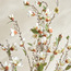 شجرة ماغنوليا برية - 150 سم-household-gardenandoutdoor-trees-image-3