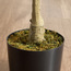 شجرة ماغنوليا برية - 150 سم-household-gardenandoutdoor-trees-image-2