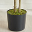 شجرة كرز بري - ‎228 سم‎-household-gardenandoutdoor-trees-image-2