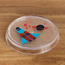 Walter Soap Dish-babyandkids-bathandstorage-bath-bathroomaccessories-image-1