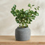 Slate Polyscias Balfouriana in Pot - 62 cm-household-gardenandoutdoor-artificialplants-pottedplants-image-1