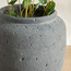 Slate Polyscias Balfouriana in Pot - 62 cm-household-gardenandoutdoor-artificialplants-pottedplants-image-2