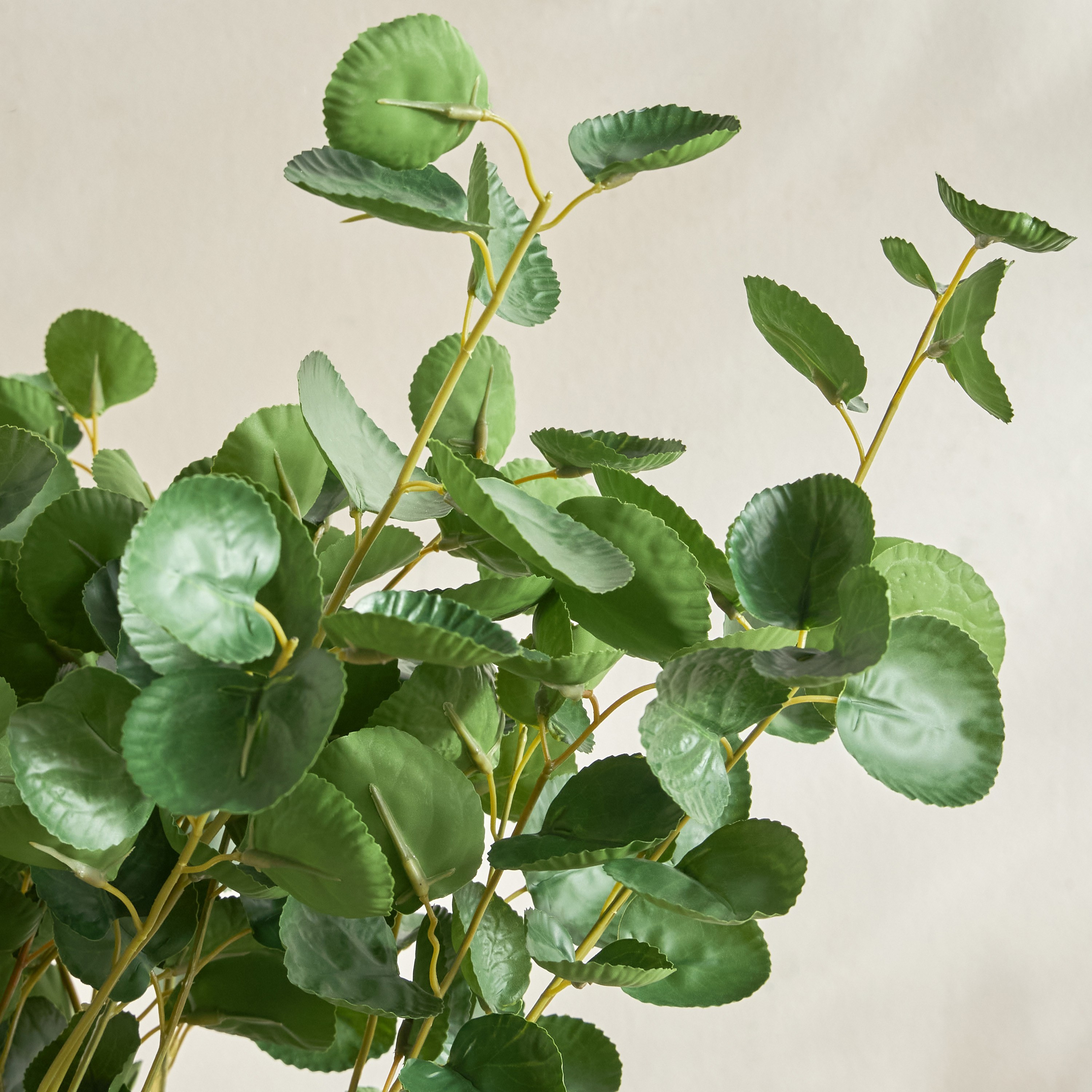 Slate Polyscias Balfouriana in Pot - 62 cm-household-gardenandoutdoor-artificialplants-pottedplants-image-3