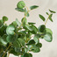 Slate Polyscias Balfouriana in Pot - 62 cm-household-gardenandoutdoor-artificialplants-pottedplants-image-3
