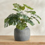 Slate Monstera in Pot - 53 cm-household-gardenandoutdoor-artificialplants-pottedplants-image-1