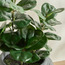 Slate Fiddle Leaf Tree in Pot - 54 cm-household-gardenandoutdoor-artificialplants-pottedplants-image-2
