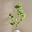 غصن باوهينيا - 115 سم-binpromo_KSA_SNB_15092026-image-3