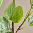 غصن باوهينيا - 115 سم-binpromo_KSA_SNB_15092026-image-2