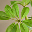 Sprig Aesculus Stem - 125 cm-household-gardenandoutdoor-artificialflowersandplants-fillers-image-2