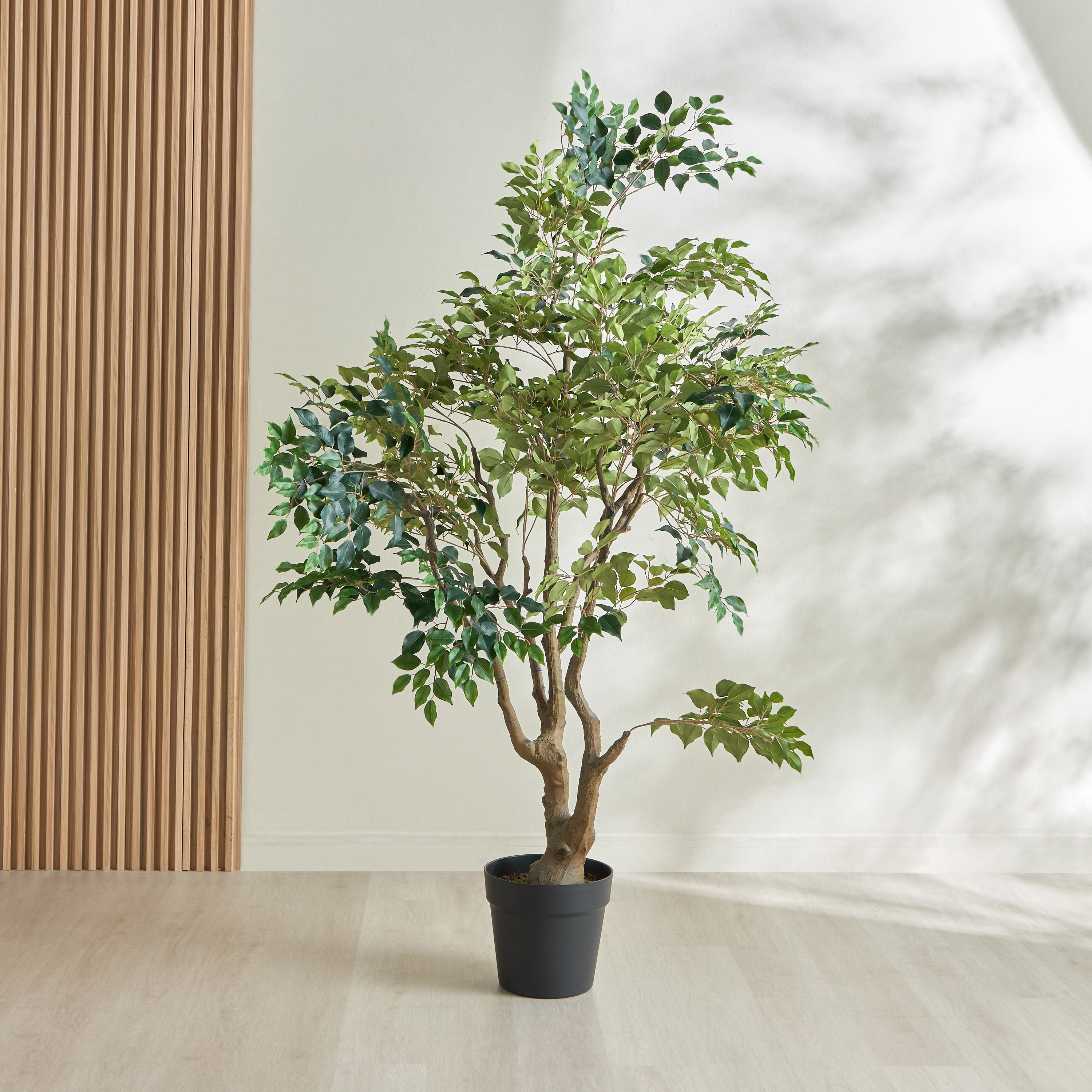 Ficus Tree - 210 cm-household-gardenandoutdoor-trees-image-1