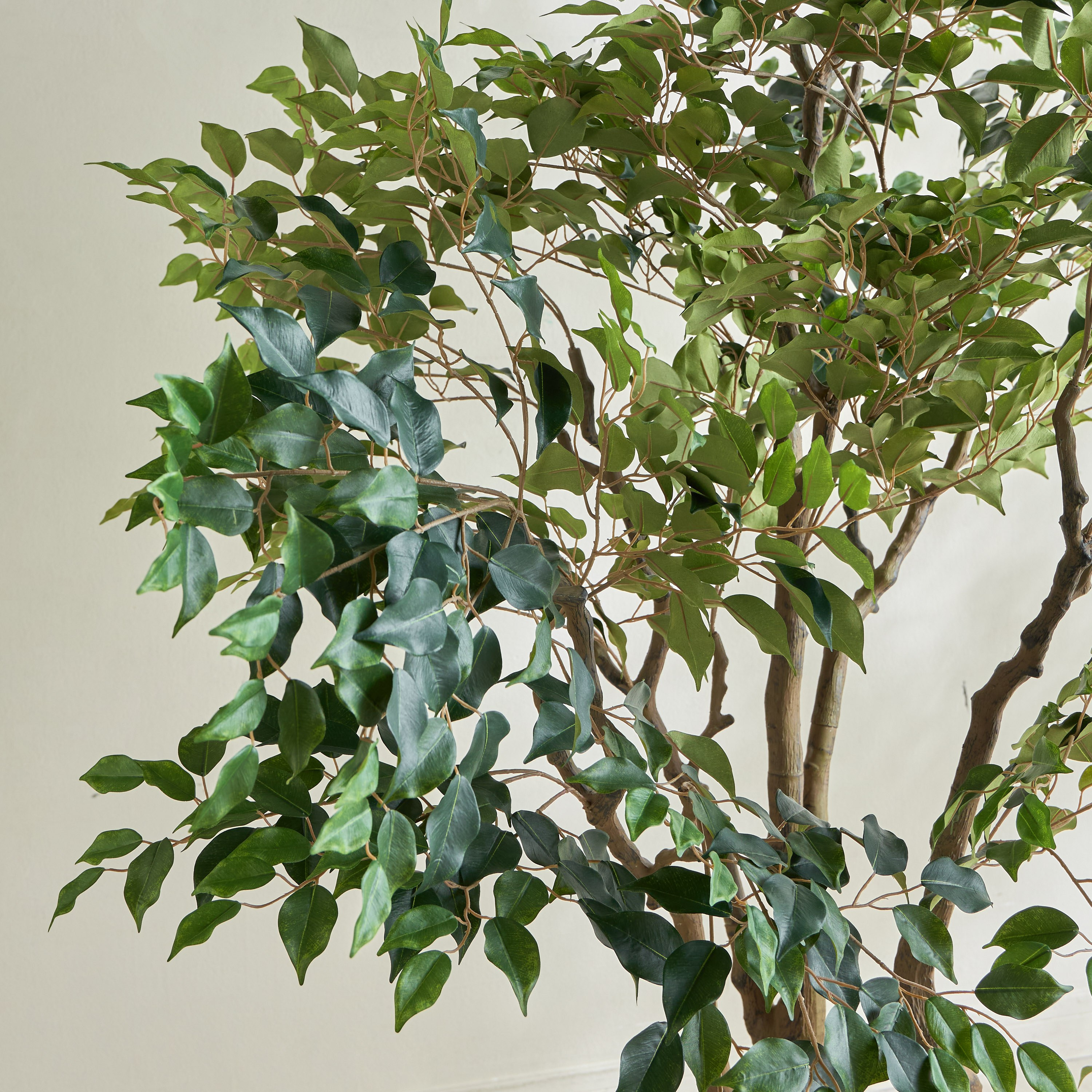 Ficus Tree - 210 cm-household-gardenandoutdoor-trees-image-2