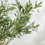 شجرة زيتون - 240 سم-PROMO_HC_SA_TESTBINPROMO_080926-image-3