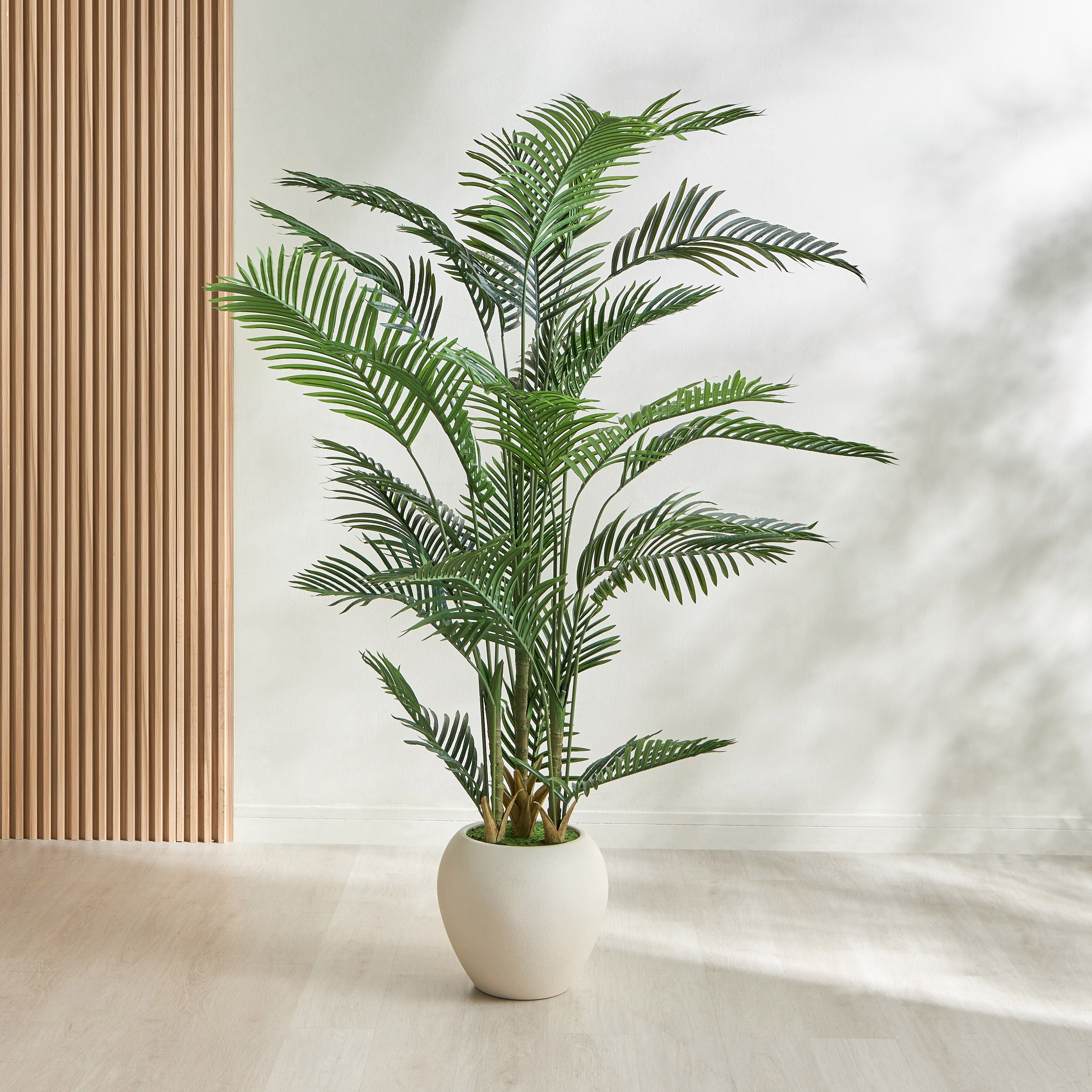 Plam Lutescens Tree - 210 cm-household-gardenandoutdoor-trees-image-1