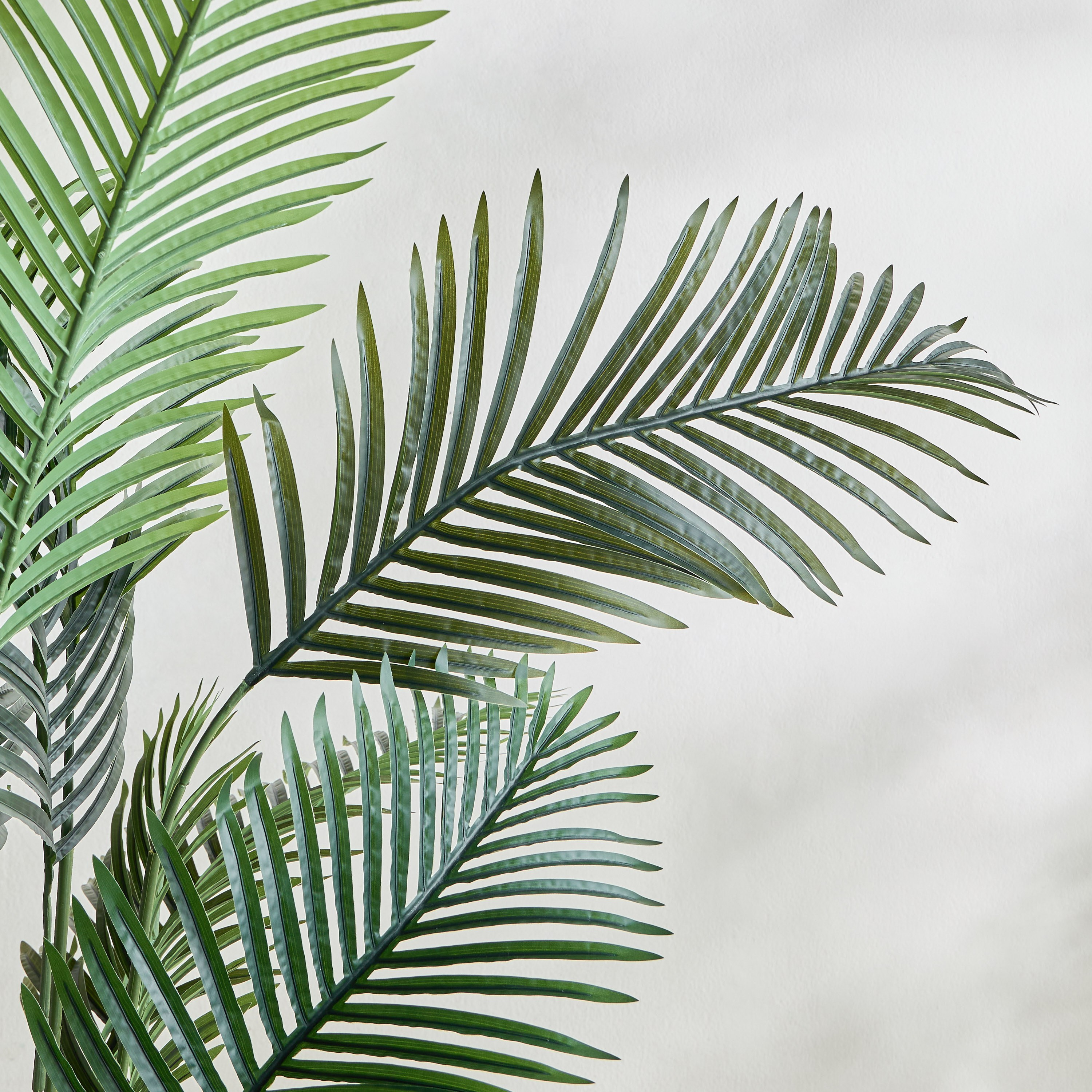 Plam Lutescens Tree - 210 cm-household-gardenandoutdoor-trees-image-2