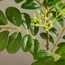 Sprig Twig Snowflake Leaves - 59 cm-household-gardenandoutdoor-artificialflowersandplants-fillers-image-2