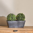 شجيرة ميلان مزدوجة أنيقة - 29 سم-household-gardenandoutdoor-artificialplants-pottedplants-image-3