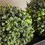 شجيرة ميلان مزدوجة أنيقة - 29 سم-household-gardenandoutdoor-artificialplants-pottedplants-image-2