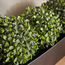 Milan Triple Bush Arrangement - 29 cm-household-gardenandoutdoor-artificialplants-pottedplants-image-2
