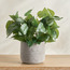 Slate Scindapsus in Pot - 38 cm-household-gardenandoutdoor-artificialplants-pottedplants-image-1
