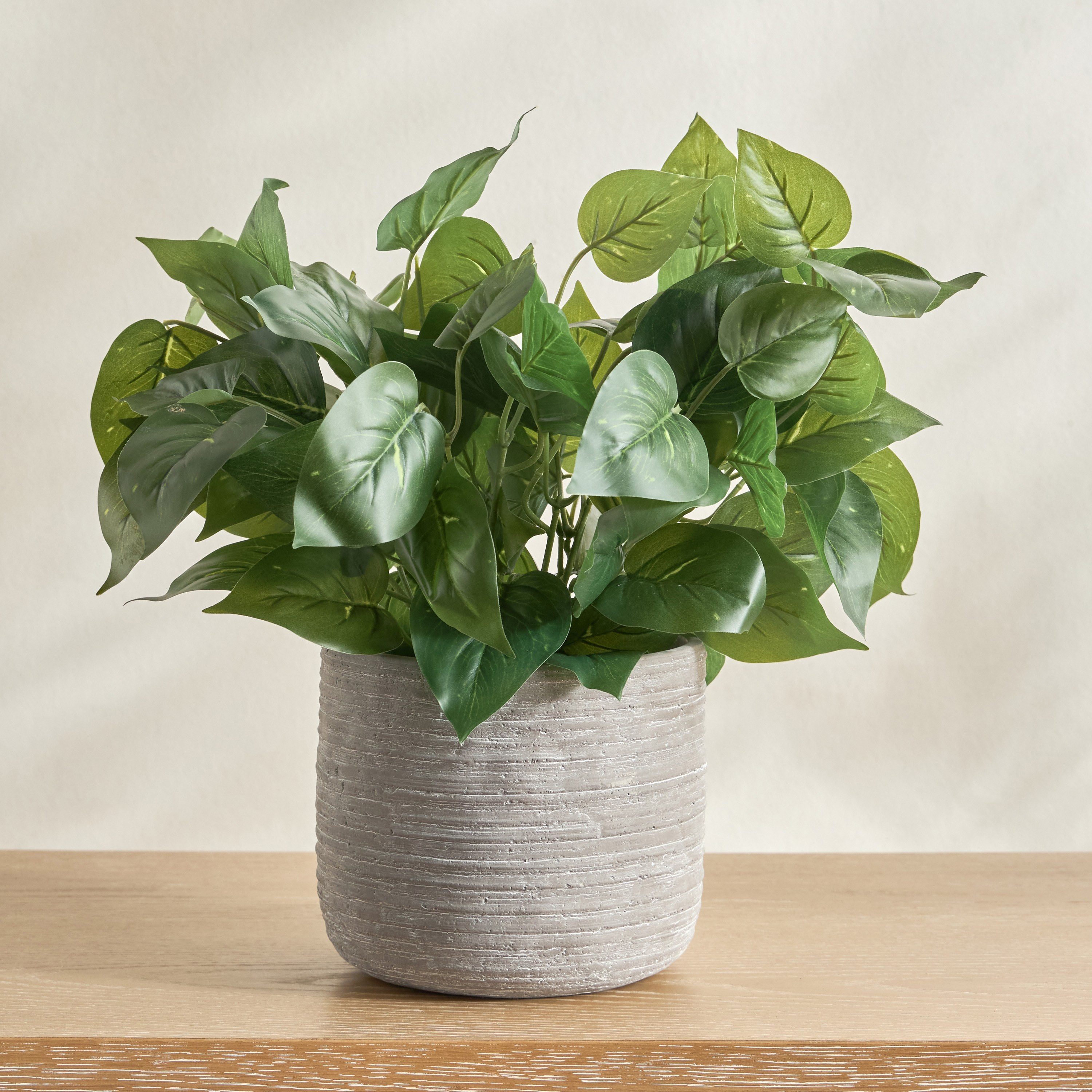 Slate Scindapsus in Pot - 38 cm