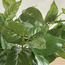 Slate Scindapsus in Pot - 38 cm-household-gardenandoutdoor-artificialplants-pottedplants-image-2