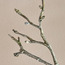 Dried Branch - 118 cm-household-gardenandoutdoor-artificialflowersandplants-stems-image-2