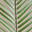 Chrysalidacarpus Leaf Stem - 115 cm-household-gardenandoutdoor-artificialflowersandplants-fillers-image-2