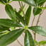 Fortune Leaf Branch - 113 cm-household-gardenandoutdoor-artificialflowersandplants-fillers-image-2