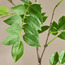 Rosewood Stem - 116 cm-household-gardenandoutdoor-artificialflowersandplants-fillers-image-2