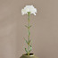 Carnation Stem - 50 cm-household-gardenandoutdoor-artificialflowersandplants-stems-image-4