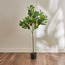 شجرة ليمون - 120 سم-binpromo_KSA_Alrajhi_17062026-image-3