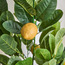 شجرة ليمون - 120 سم-binpromo_KSA_Alrajhi_17062026-image-2