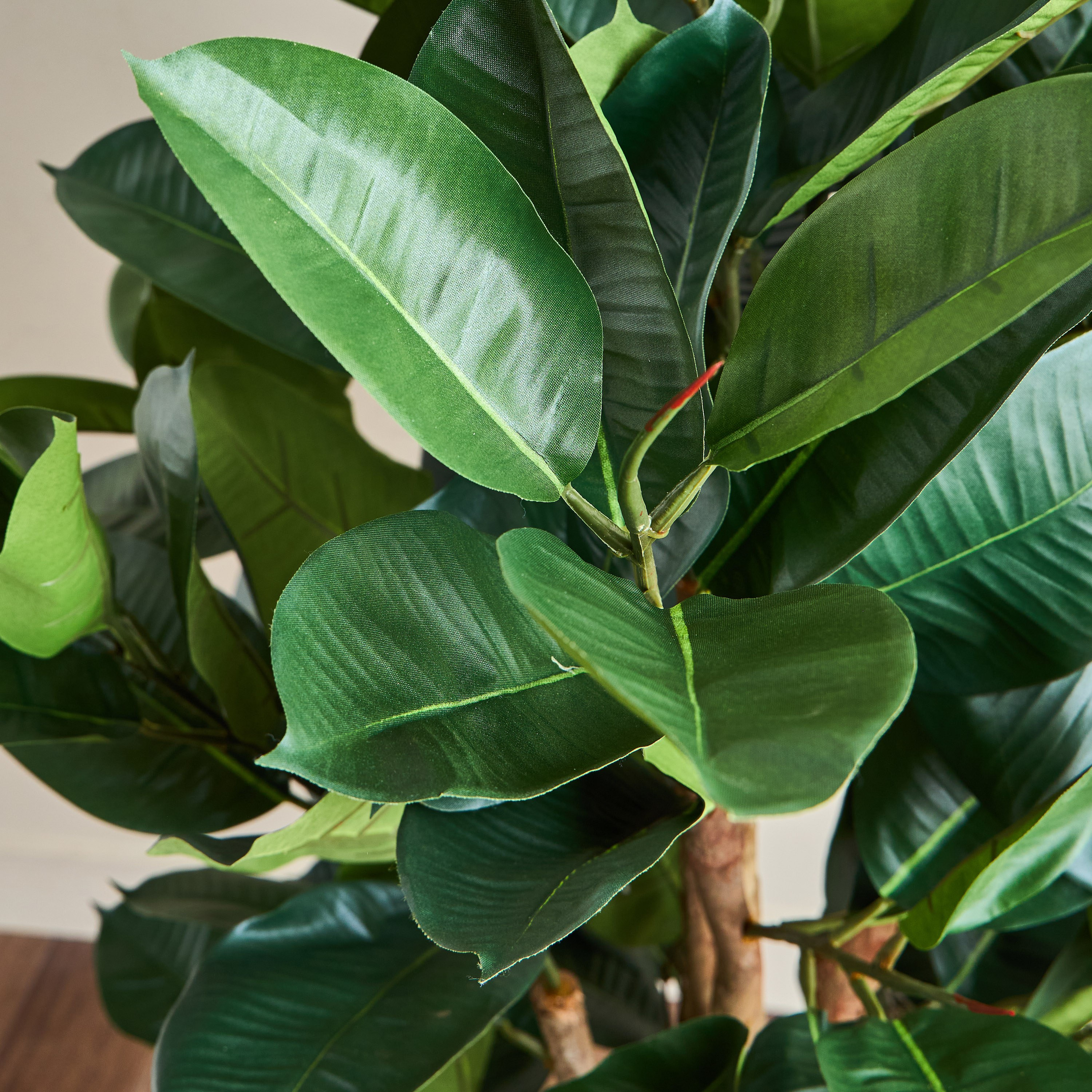 Rubber Tree - 130 cm-household-gardenandoutdoor-trees-image-2