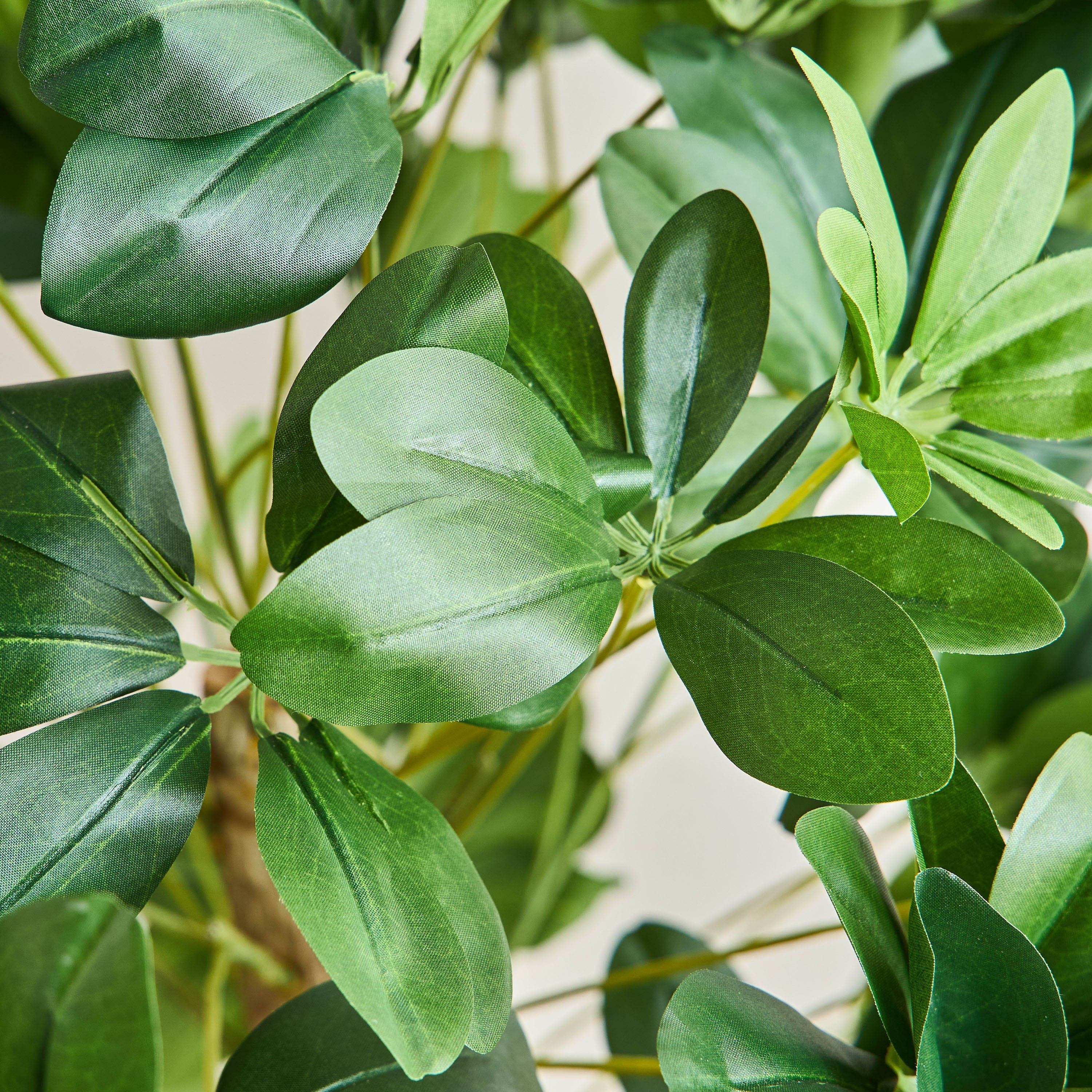 Schefflera Tree - 120 cm-household-gardenandoutdoor-trees-image-2