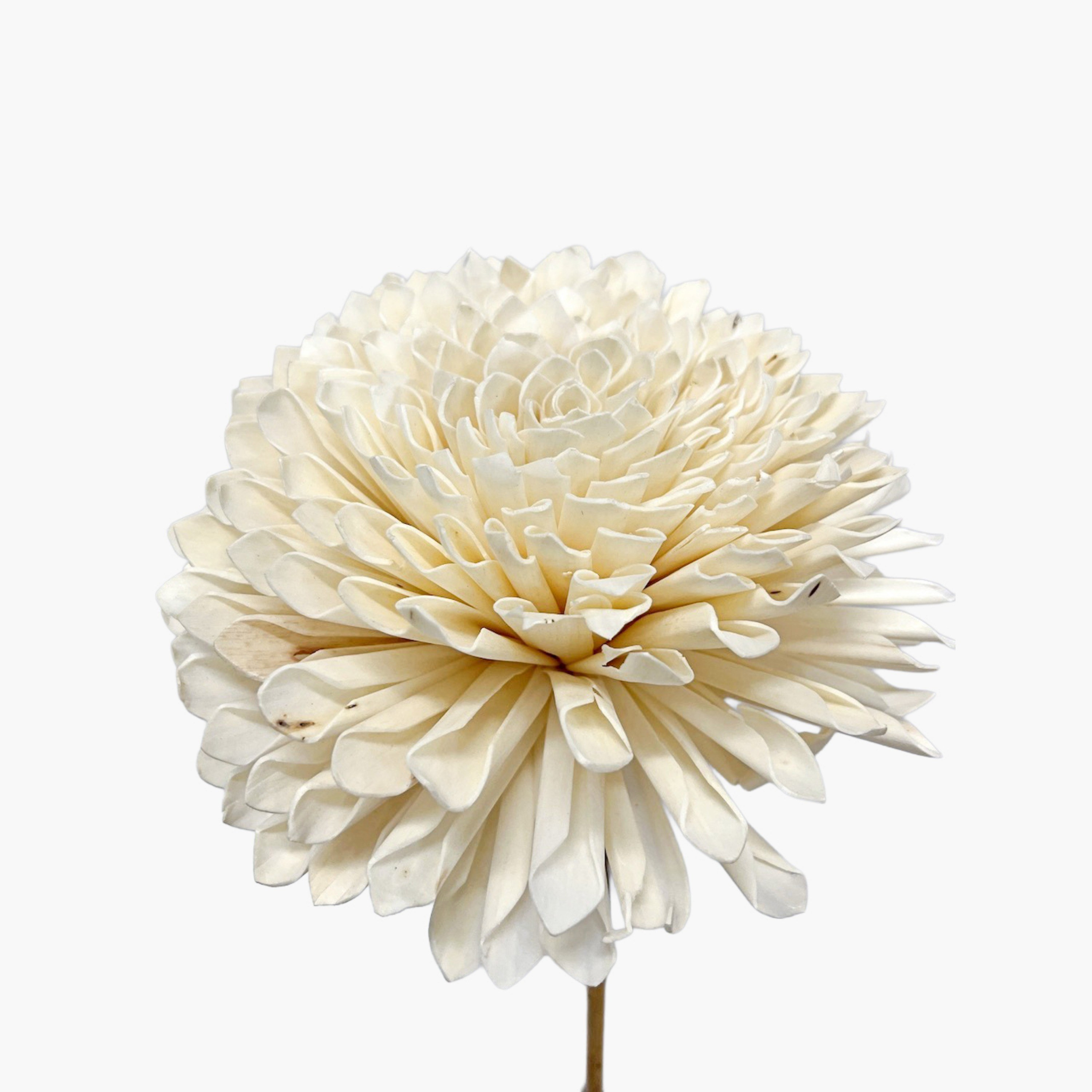 Deco Dried Dalia Stem - 100 cm