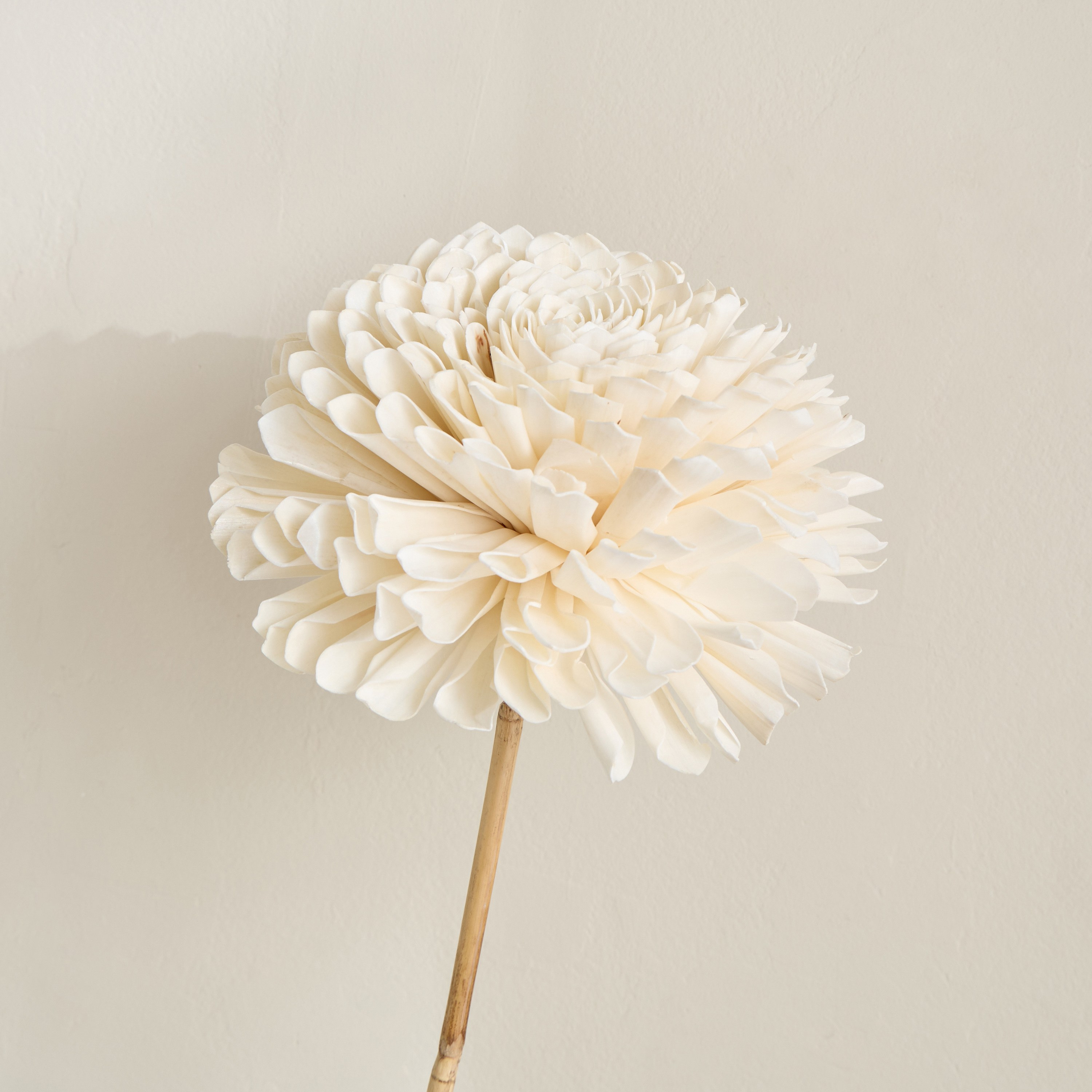 Deco Dried Dalia Stem - 100 cm-household-gardenandoutdoor-artificialflowersandplants-stems-image-2