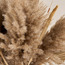 تنسيق أعشاب البامباس ونخيل السبير في إناء سيراميك - ديكو - 75 سم-household-gardenandoutdoor-artificialflowersandplants-flowers-image-4