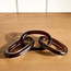 زينة ديكور زجاجية لولو برونو 3 سم - لوفت-household-decor-decorativeobjectsandsculptures-image-3