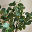 نبات الأوكالبتوس بإناء زجاجي - 70 سم-household-gardenandoutdoor-artificialplants-pottedplants-image-2