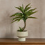 Chantilly Aloe Plant in Pot - 78 cm-household-gardenandoutdoor-artificialplants-pottedplants-image-1