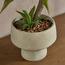 Chantilly Aloe Plant in Pot - 78 cm-household-gardenandoutdoor-artificialplants-pottedplants-image-2
