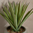 Terra Agave Plant in Pot - 62 cm-household-gardenandoutdoor-artificialplants-pottedplants-image-2