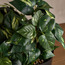Urbano Pothos Plant in Pot - 37 cm-household-gardenandoutdoor-artificialplants-pottedplants-image-2