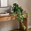 Urbano Pothos Plant in Pot - 37 cm-household-gardenandoutdoor-artificialplants-pottedplants-image-3