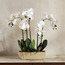 باقة أوركيد في إناء زرع - شانتيلي أوبلونج - 52 سم-household-gardenandoutdoor-artificialflowersandplants-flowers-image-3