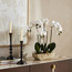 باقة أوركيد في إناء زرع - شانتيلي أوبلونج - 52 سم-household-gardenandoutdoor-artificialflowersandplants-flowers-image-1